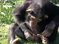 monkey.mpeg