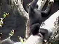 monkeyfinger.mpeg