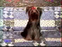 yorky_boom.mpeg